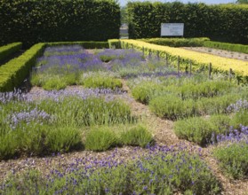 National collection of lavender plants at Norfolk Lavender, Heacham, Norfolk, England, United