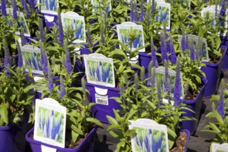 Lavender plants at Norfolk Lavender garden centre attraction, Heacham, Norfolk, England, United