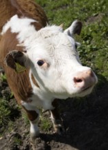 Calf with ear tags in a herd of pure Hereford cattle at Boyton marshes, Suffolk, England, United