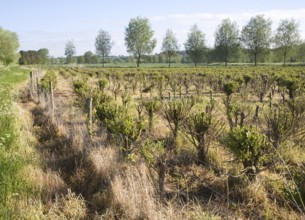 Set bed of cricket bat willow, Salix Alba Caerulea, which produces cuttings for new trees, near