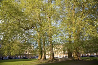 Early summer leaves on plane trees in King's Circus, Bath, Somerset, England, UK