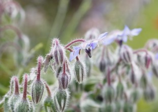 Borage (Borago officinalis), flowers and buds, North Rhine-Westphalia, Germany, Europe