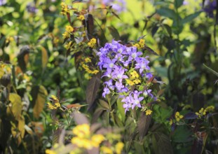 Bellflower (Campanula) and bronze field fenugreek (Lysimachia ciliata 'Firecracker'), North