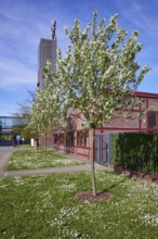 Blossoming apple trees (Malus) in front of the winding tower of Nordstern colliery in