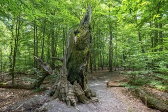 The Sababurg primeval forest, or primeval forest in the Reinhardswald, is a 95-hectare biotope