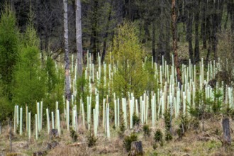 Newly planted trees, dead spruce forest in the background, forest dieback in the Arnsberg Forest