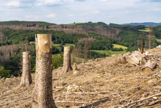 Forest dieback in Sauerland, north of Lüdenscheid, cleared area, diseased trees, over 70 per cent