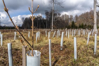 Reforestation in the Arnsberg Forest near Rüthen-Nettelstädt, Soest district, young trees in