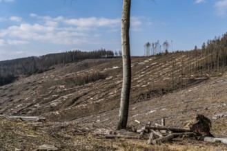 Cleared forest area north of the village of Öventrop, district of Arnsberg, dead spruce stands were