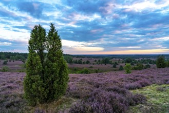 Heather blossom of the broom heather, in the Lüneburg Heath nature reserve, near Wilseder Berg,