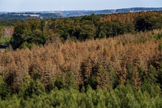 Forest dieback in the Arnsberg Forest, northern Sauerland, dead spruce trees, partly cleared