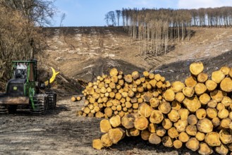 Cleared forest area north of the village of Öventrop, district of Arnsberg, dead spruce stands were