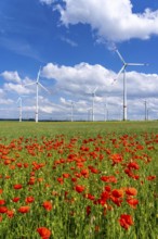 Wind farm, field with flower strips, insect-friendly border of fields with mixed flowers, poppies,