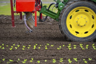 Lettuce plants, in press pots, they are planted in a field with a planting machine, agriculture,