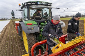 Lettuce plants, in press pots, they are planted in a field with a planting machine, agriculture,