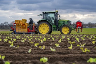 Lettuce plants, in press pots, they are planted in a field with a planting machine, agriculture,