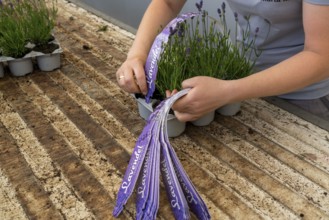 Horticultural business, lavender plants, in flower pots, outdoors, are packed to make them ready