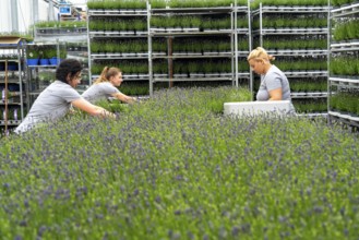 Horticultural business, lavender plants, in flower pots, outdoors, are packed to make them ready