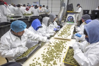 Paw Paw, Michigan, Migrant farmworkers at Grasshopper Farms trim the buds of the newly-harvested