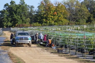 Paw Paw, Michigan, Migrant farmworkers harvest cannabis at Grasshopper Farms