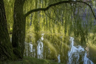 Weeping willow (Salix babylonica) backlit, Münsterland, North Rhine-Westphalia, Germany, Europe