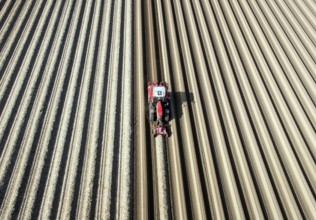 An aerial photo shows a tractor in a large asparagus field. Preparations for the asparagus season.