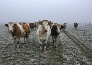 Cattle standing in dense fog on a pasture, Teschendorf, 15 November 2012, Teschendorf, Germany,