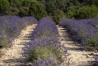 Flowering lavender field (Lavandula angustifolia), Plateau de Valensole, Département