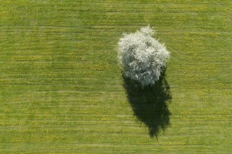 Bird's eye view of blossoming apple tree in meadow, Canton Thurgau, Switzerland, Europe