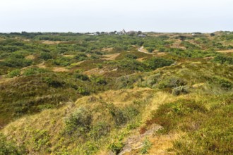 Landscape with brown dunes and crowberry stand on the East Frisian island of Spiekeroog, North Sea,