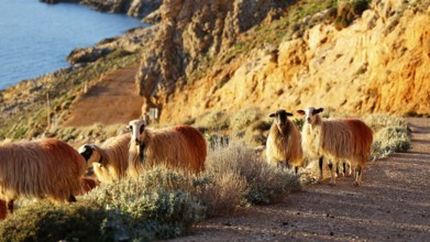 Flock of sheep on a rocky coastal path at sunrise, sheep (e) or goat (n), ovis, caprae, Crete,