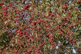 Ornamental apple (Malus spec.), Münsterland, North Rhine-Westphalia, Germany, Europe