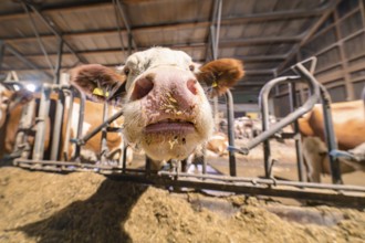 The snout of a curious cow in the barn in a wide-angle shot, Haselstaller Hof, Gechingen, Calw