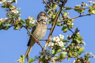 Common whitethroat, greater whitethroat (Curruca communis, Sylvia communis) perched in blossoming