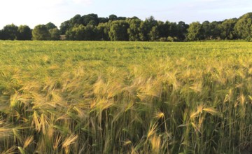 Crop of barley growing in field, Shottisham, Suffolk Sandlings, England, UK