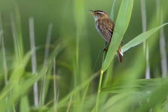 Sedge warbler (Acrocephalus schoenobaenus, Motacilla schoenobaenus) calling from reed stem in