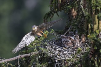 Common kestrel (Falco tinnunculus) at the nest with young birds, Daun, Eifel, Rhineland-Palatinate,