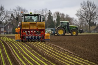 Lettuce plants, in press pots, they are planted in a field with a planting machine, agriculture,