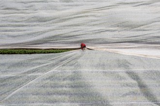 Potato field, fleece cover is removed, the fleece is intended to protect against weather