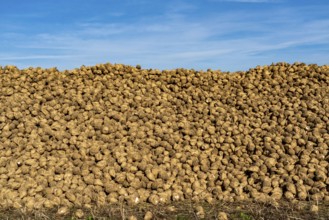 Agriculture, sugar beets are stacked at the edge of the field after harvesting, beet pile,