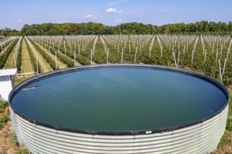 Fruit growing, berry crops, rainwater tank for plant irrigation, Germany, Europe