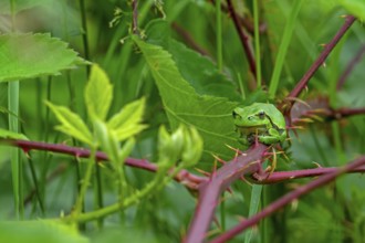 European tree frog (Hyla arborea, Rana arborea) sunning on prickly stem of bramble bush in spring,