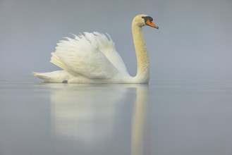 Mute swan, (Cygnus olor), romantic morning mood, Wagbachniederung, Wagh‰usl, Baden-Württemberg,