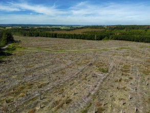 Cleared forest in the Eggegebirge, near Lichtenau, Paderborn district, site of a spruce forest that