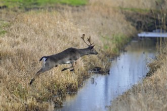 Fleeing European fallow deer (Dama dama) buck, male jumping over ditch, brook, running through