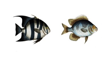 Fish, fishes, left: genus butterfly-fish, Chaetodon faber, the Smith, the Smith. right: genus