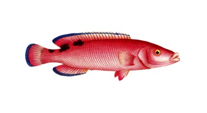 Fish, fishes, genus of wrasses, Labrus carneus, red wrasse, cuckoo wrasse, red wrassle, cuckoo