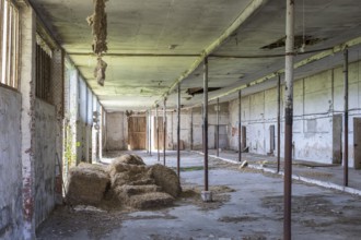 Lost Place, old cowshed, Collm, Wermsdorf, Saxony, Germany, Europe