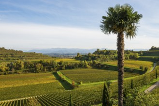 Vineyards and winery with palm trees and cypresses in autumn, Blankenhornsberg, near Ihringen,