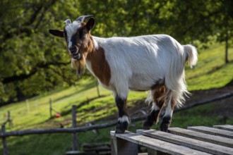 Goat (Capra), mountain village Rasa, Centovalli, Canton Ticino, Switzerland, Europe